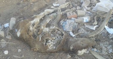 بالصور.. أهالى قرية بالوادى الجديد يتضررون من تسرب مياه الصرف الزراعى