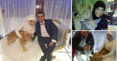 "قبل ما يدبحلها القطة جابتله أسد".. "كاميليا" تصطحب ملك الغابة لفرحها.. سليلة عائلة "الحلو" تعمل مدربة خيول.. وتؤكد: "بتعامل مع الأسود زى ما بتعامل مع القطة".. و"المعازيم جريوا من "كارا" وبعدين اتصورا معاها"