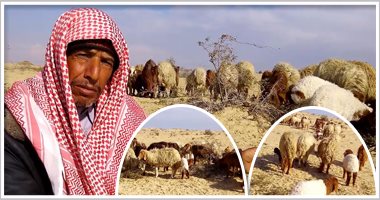 بالفيديو والصور.. بدوى فى "مهنة الأنبياء".. أبو حمدان: أرعى الأغنام منذ 20 عامًا وأفخر أنه مصدر رزقى.. أحلم أن أجول كل ربوع سيناء.. لم أحرم أولادى من التعليم وأتمنى أن يمتهنوا الرعى