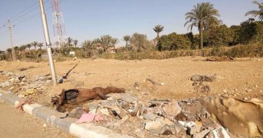 بالصور.. مزارعون يلقون عجولا نافقة إثر إصابتها بالحمى بطريق الإسماعيلية