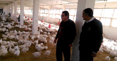 مدير زراعة جنوب سيناء: بدء تسويق منتجات الدواجن بأسعار مخفضة
