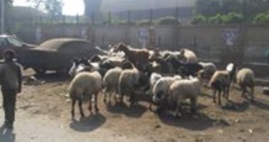 بالصور.. حى المطرية يصادر 6 أغنام ويكسر "كارو" بمحيط المستشفى التعليمى
