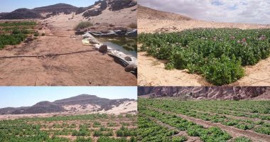 المتحدث العسكرى: تدمير 4 أنفاق مع غزة.. وضبط 307 مهاجرين غير شرعين