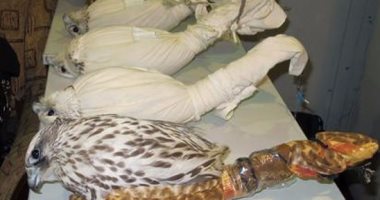 إحالة ضابط و3 أمناء شرطة للجنايات بتهمة تلقى رشوة لتهريب صقور بالمطار