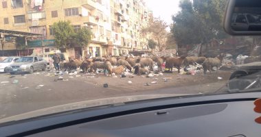 قارئ يرصد تغذية الأغنام على القمامة فى الزاوية الحمراء والمطرية