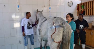 "بيطريين دمياط" تنظم دورة تدريبية بعنوان الجديد فى جراحات وأمراض الحيوانات