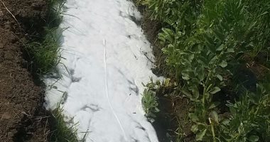 بالصور..تلوث مياه الرى يؤرق المزارعين بقرية الشرابنة فى الشرقية 