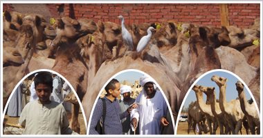 بالفيديو والصور.. "اليوم السابع" داخل سوق الجمال بأسوان.. يستقبل 6 آلاف رأس أسبوعياً من السودان.. أهالى دراو يصفونه بـ"شريان الحياة".. السائحون والوفود الأجنبية والتليفزيونية يحرصون على زيارته