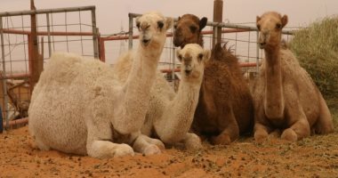 الإفراج عن 2850 رأس إبل واردة من السودان عبر ميناء أرقين البرى