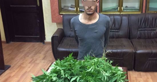 القبض على مزارع استغل أرضه فى زراعة البانجو بالإسماعيلية