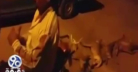 نقيب البيطريين عن سم الكلاب: "ده المتاح"