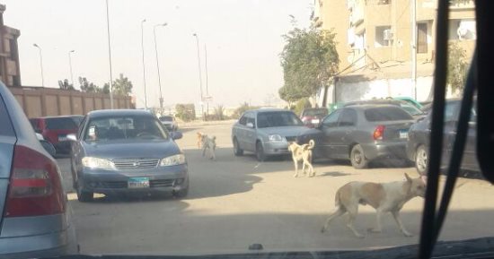  الكلاب الضالة بحى البنفسج فى التجمع الأول تمنع الأطفال من الخروج للشارع