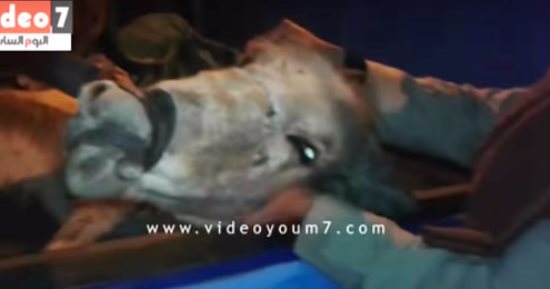 بالفيديو..الأهالى يضبطون سيارة محملة بالحمير قبل ذبحها وبيعها بالشرقية 