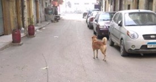 شكوى من انتشار الكلاب الضالة فى شوارع "بولكلى" بالإسكندرية