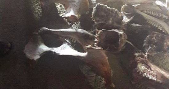 بالصور.. العثور على عظام حمير مدبوحة فى السويس 