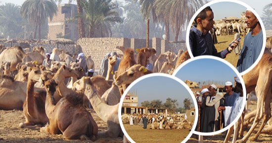 بالصور.. "الكورونا" تهدد تجارة الجِمال بين مصر والسودان.. التجار: احتجاز الشحنات 15 يوماً لعدم وجود معامل فى أسوان.. ويؤكدون: "نخسر 4 آلاف رأس أسبوعياً".. ومسئول محجر أبو سمبل: "إجراء وقائى"