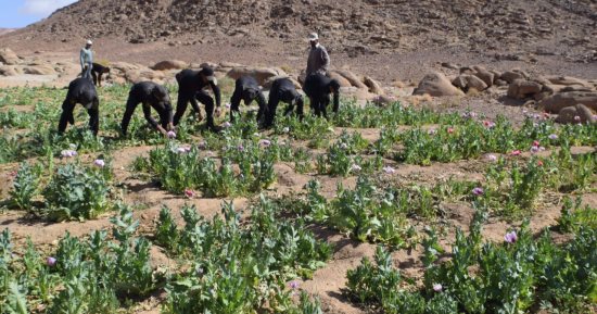 السجن 3 سنوات لعامل بتهمة زراعة "الحشيش" فى مركز الوقف بقنا