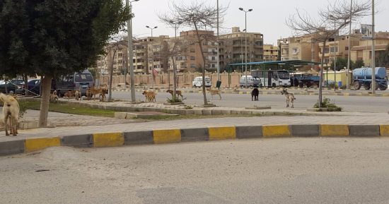 بالفيديو.. الكلاب الضالة تنتشر فى نادى 6 أكتوبر والرواد يستغيثون