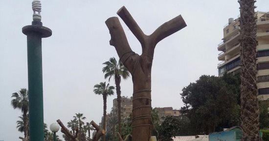 قارئ يشارك اليوم السابع بصور لقطع كل الأشجار المطلة على النيل بنقابة المهندسين