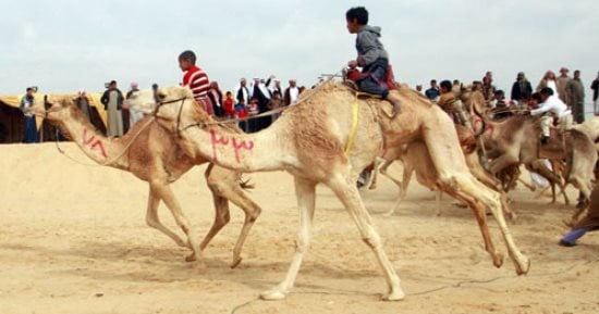 بالصور.. محافظ الإسماعيلية ومدير الأمن يشهدان فعاليات المهرجان الدولى للهجن