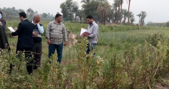 بالصور.. ضبط 3 مزارع بانجو وأفيون فى حملة بجزيرتى الجبيل ودندرة بقنا