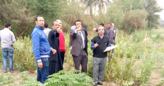 بالفيديو.. إعدام 11 ألفا و590 شجرة بانجو وخشخاش بجزيرتى الجبيل ودندرة بقنا
