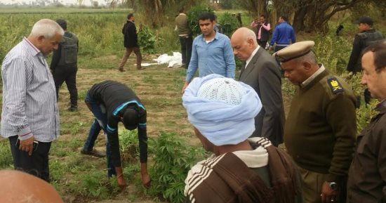 حبس المتهمين بزراعة 11 ألف 590 شجرة بانجو  4 أيام على ذمة التحقيقات