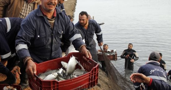 الثروة السمكية تضخ 25طن أسماك اليوم فى المنافذ بأسعار مخفضة والبلطى بـ16جنيها