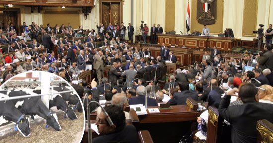 "التأمين على الماشية" يصل البرلمان بسبب الحمى القلاعية.. نواب يتقدمون بمشروع قانون لتعديل القانون ليشمل صغار المربيين.. لجنة الزراعة: استدعاء نائبة الوزير لمعرفة خطة الوزارة.. ونائب: أمصال الحكومة فاسدة