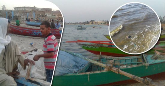 بالصور.. أزمة بحيرة قارون تكشف كارثة انتشار طفيل "الأيزبودا" ببحيرات مصر.. "الطب البيطرى بالقاهرة": أثبتنا أن الطفيل القاتل للأسماك موجود فى الزريعة المغذية للمسطحات المائية والبحيرات