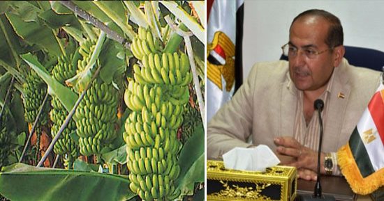 أزمة السماد تطول زراعة الموز بسوهاج.. المزارعون بأولاد سالم: الشيكارة المغشوشة سعرها وصل لـ250 جنيها فى السوق السوداء والمحصول انخفض من 12 طنا لـ9.. ويؤكدون: "وزارة الزراعة عاوزة تطفشنا وتعجزنا عن زراعته"