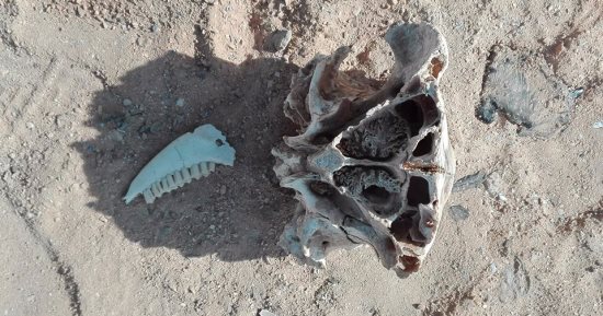 بالصور.. العثور على بقايا حمير مذبوحة فى السويس