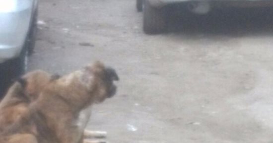 انتشار "الكلاب الضالة" بشارع الصوابى فى باب الشعرية