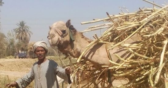 بالصور.. مزارعو القصب بقنا يشكون تهالك خطوط "الديكوفيل"