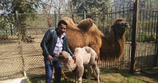 المتحف الحيوانى يستقبل زواره احتفالا بعيد الميلاد المجيد