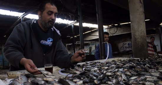 طرح 13 طن أسماك بمنافذ مدينة طور سيناء بسعر 4 جنيهات للكيلو