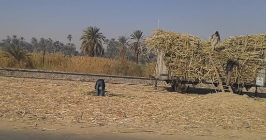 عمال كسر القصب بأسوان يشتكون غياب التأمين الصحى والاجتماعى وضعف الأجر