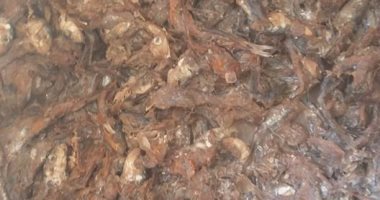 ضبط نصف طن ألبان وربع طن ملوحة غير صالحة فى حملة رقابة بسوهاج