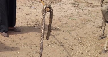 شكوى من نقص مصل الثعبان بمركز المحمودية بالبحيرة