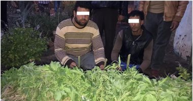الحاجة أم الاختراع.. السيد وأكرم واجها غلاء المخدرات بزراعتها