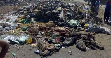 بالصور.. العثور على حمير مذبوحة فى شوارع مدينة كوم أمبو ورئيس المدينة: خاصة بالسيرك