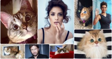 "نالا تتفوق على سلمى حايك".. القطط VS نجوم هوليوود مين عنده فولورز أكتر؟