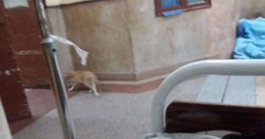 قارئة ترصد تجول قطة فى غرف المرضى بـ"قصر العينى"