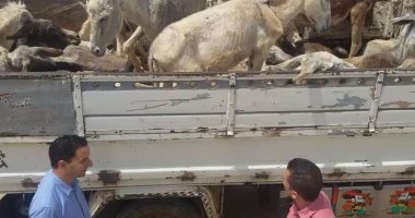 ضبط سيارة بالأقصر محملة بـ 6 حمير قبل ذبحها فى سوهاج 