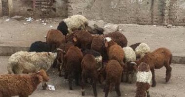 سقوط تشكيل عصابى تخصص فى سرقة الماشية بمحافظة بورسعيد