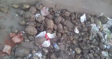 بالصور.. مواطن يرصد سلاحف نافقة على الطريق الدائرى بعد نزلة المرج