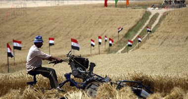 "الزراعة": حصاد 660 ألف فدان قمح.. وننسق مع "التموين" لمتابعة التوريد