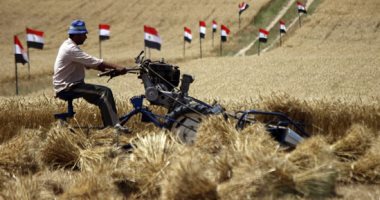 توريد 4 آلاف و600 طن قمح بالمنوفية
