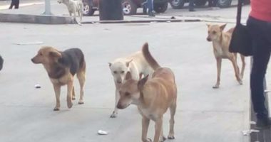الكلاب الضالة تهدد سكان الهانوفيل وقارئ يطالب بنقلها بعيدا