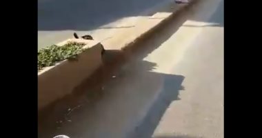 مواطن يرصد إلقاء القمامة بجوار أحواض الزهور بطريق "المنزلة – المنصورة"